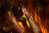 New Forest 870 with Deluxe Real logs
